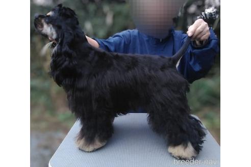 販売中の奈良県のアメリカンコッカースパニエル-390246の2枚目